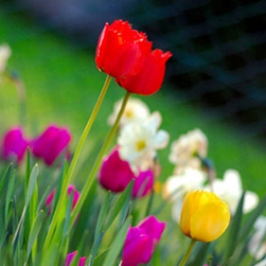 tulips image