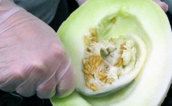 Hand of worker scooping seeds from a melon