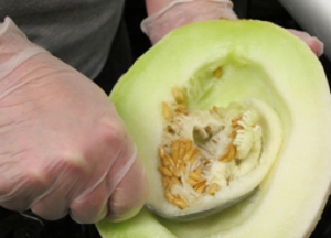Worker scooping seeds out of a melon